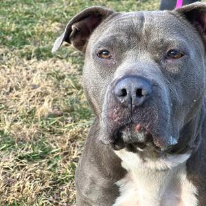 Bonnie, Mixed Breed (Medium), adult, available for adoption