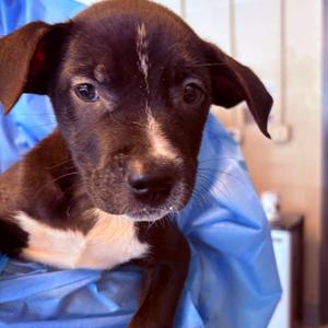 Alfonso, Unknown, puppy, available for adoption