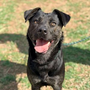 Ariel, Mixed Breed (Medium), adult, available for adoption