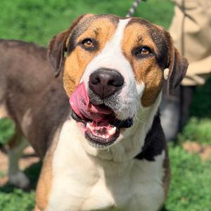 Bates, Mixed Breed (Medium), adult, available for adoption