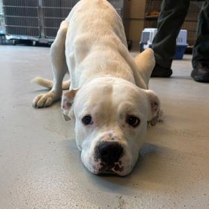 Brutus ASAP, Mixed Breed (Medium), adult, available for adoption