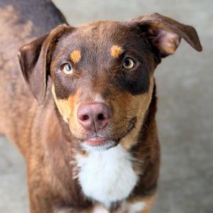 Auntie Anne, Mixed Breed (Medium), adult, available for adoption
