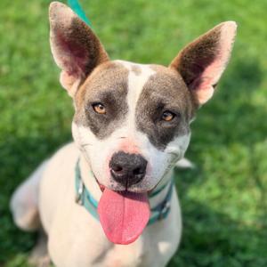 Barbie, Mixed Breed (Medium), adult, available for adoption