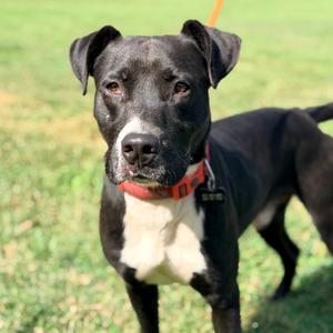 Anubis, Mixed Breed (Medium), adult, available for adoption