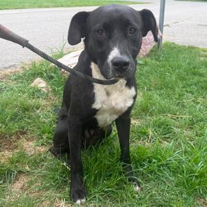 Anubis, Mixed Breed (Medium), adult, available for adoption