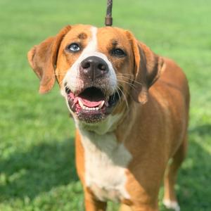 Bertha, Mixed Breed (Large), adult, available for adoption