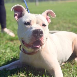 Baby, Mixed Breed (Medium), adult, available for adoption