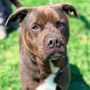 Buddy, Mixed Breed (Large), adult, available for adoption