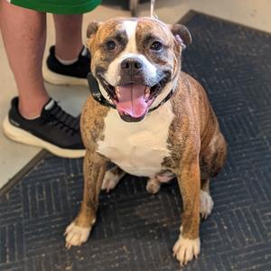 Bond, Mixed Breed (Medium), adult, available for adoption