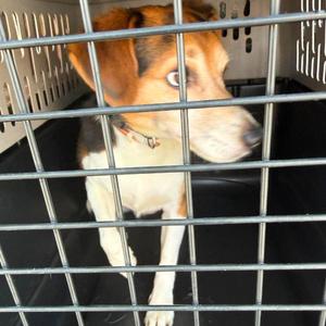Aquarium, Mixed Breed (Small), adult, available for adoption