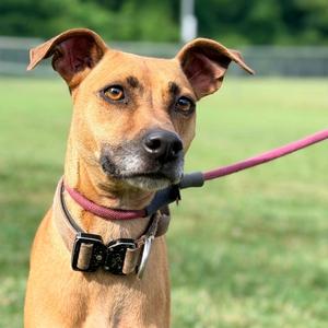 Boss Dog, Mixed Breed (Small), adult, available for adoption