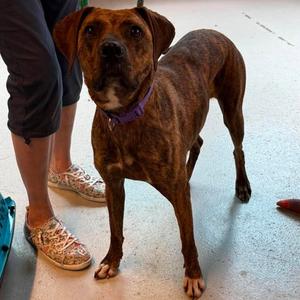 Betsy, Mixed Breed (Large), adult, available for adoption