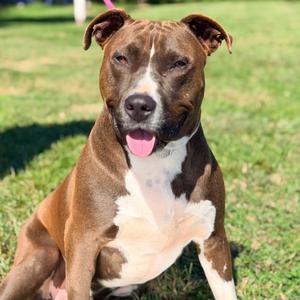 Beavis, Mixed Breed (Medium), adult, available for adoption