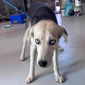 Blue, Mixed Breed (Medium), adult, available for adoption