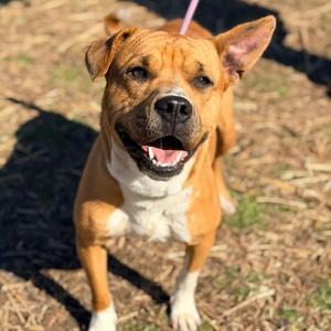 Ashley, Mixed Breed (Medium), adult, available for adoption