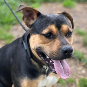 Barnaby, Mixed Breed (Large), adult, available for adoption
