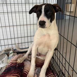 Bentley, Mixed Breed (Medium), adult, available for adoption
