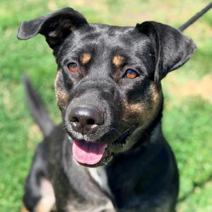 Apache, Mixed Breed (Medium), adult, available for adoption