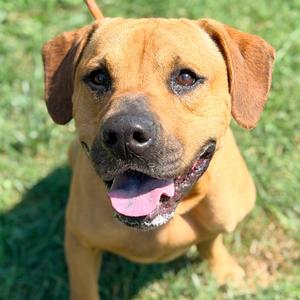 Brutus, Mixed Breed (Medium), adult, available for adoption