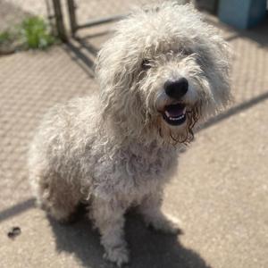 A fluffy, light-colored dog with curly fur sitting on a paved surface, looking up with its mouth open and tongue out.