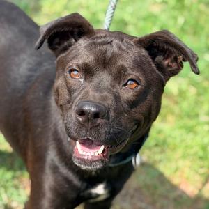 Aleta, Mixed Breed (Medium), adult, available for adoption