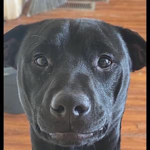 Anakin, Mixed Breed (Medium), adult, available for adoption