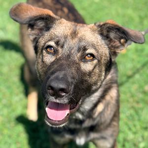 Blitz, Mixed Breed (Medium), adult, available for adoption