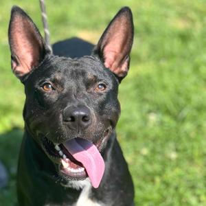 Archer, Mixed Breed (Medium), adult, available for adoption