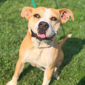 Angelina Ballerina, Mixed Breed (Medium), adult, available for adoption