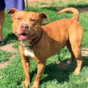 Blue, Mixed Breed (Medium), adult, available for adoption