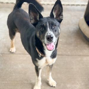 Ari, Mixed Breed (Medium), adult, available for adoption