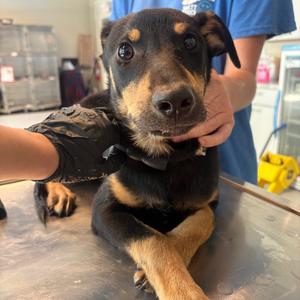 Bowman, Mixed Breed (Medium), adult, available for adoption