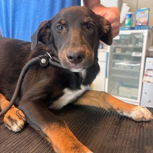 Bellatrix, Mixed Breed (Medium), adult, available for adoption