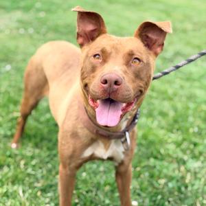 Bubbles, Mixed Breed (Medium), adult, available for adoption