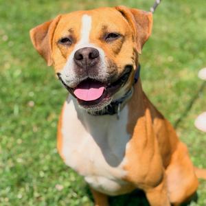 Boppity, Mixed Breed (Medium), adult, available for adoption