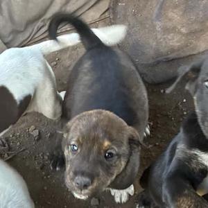 a small brown and black puppy with white paws and a curly tail