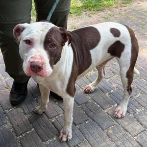 Billy Idol, Mixed Breed (Medium), adult, available for adoption