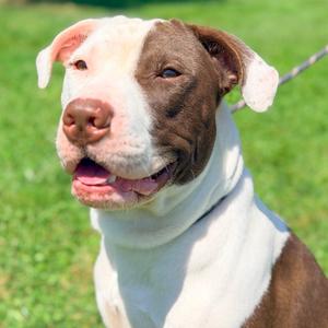 Billy Idol, Mixed Breed (Medium), adult, available for adoption