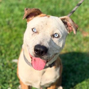 Brady, Mixed Breed (Medium), adult, available for adoption