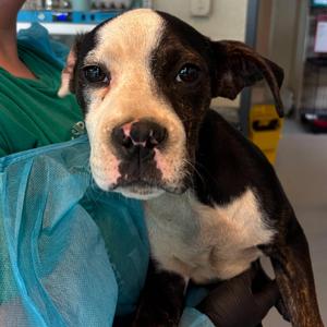 Bippity, Mixed Breed (Medium), puppy, available for adoption