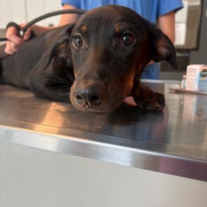 Belinda, Mixed Breed (Medium), adult, available for adoption