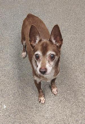 a small brown dog with large ears and a white muzzle standing on a carpeted floor