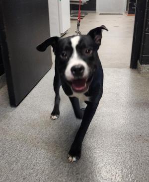 RAY, Pit Bull Terrier, young, available for adoption