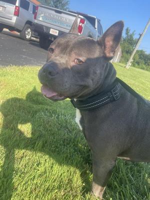A gray pit bull dog standing on grass, wearing a black collar, with a truck in the background.