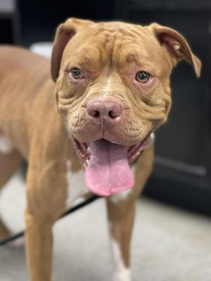 CAL, Pit Bull Terrier, young, available for adoption