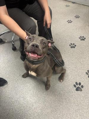 A happy brown dog with a black collar sitting on a gray carpet with paw prints.