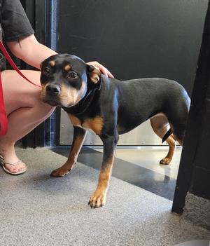 RAMONA, Pit Bull Terrier, young, available for adoption