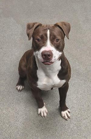 A brown and white dog sitting on a gray carpet