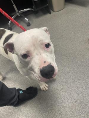 A white dog with black spots on its back and a pink nose is looking up at the camera. The dog is standing on a gray carpeted floor, and a person's foot is visible in the foreground. A red leash is attached to the dog's collar.