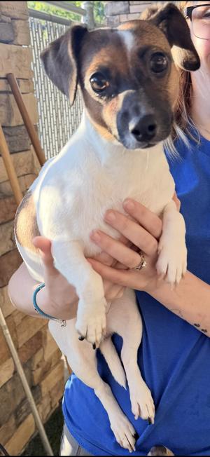 Lorelai, Jack Russell Terrier, young, available for adoption